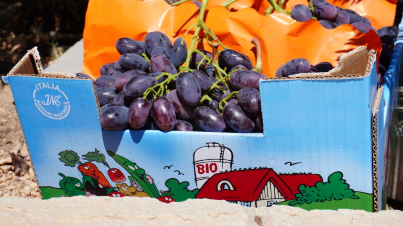 Uva Nera cassetta bio
