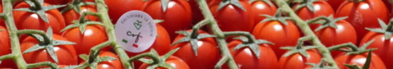 Pomodoro Ciliegino 5Kg